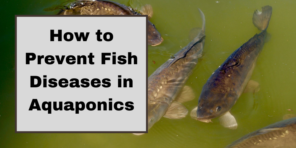 How to Prevent Fish Diseases in Aquaponics