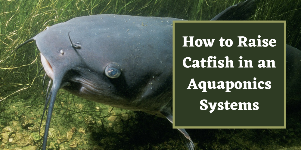 How to Raise Catfish in an Aquaponics Systems