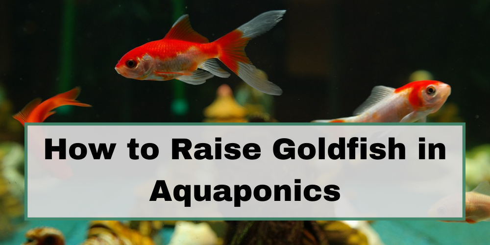 How to Raise Goldfish in Aquaponics - Go Green Aquaponics