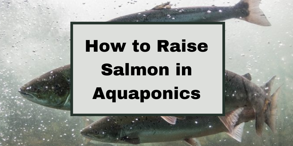 How to Raise Salmon in Aquaponics
