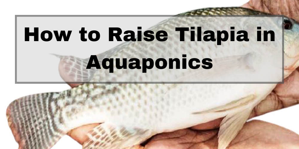 How to Raise Tilapia in Aquaponics