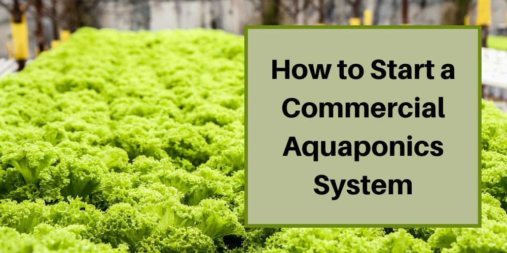 How to Start a Commercial Aquaponics System