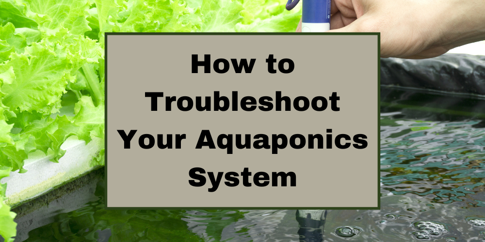 How to Troubleshoot Your Aquaponics System