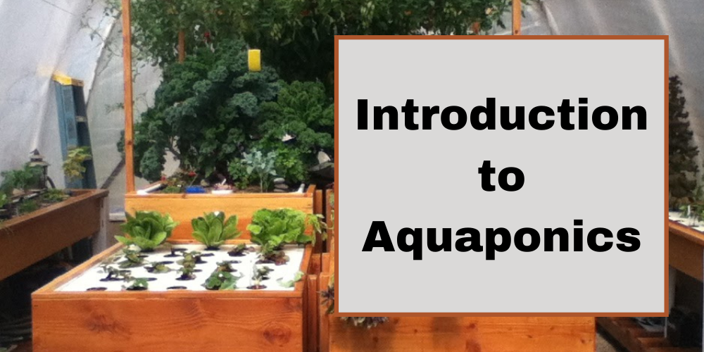 Introduction to Aquaponics