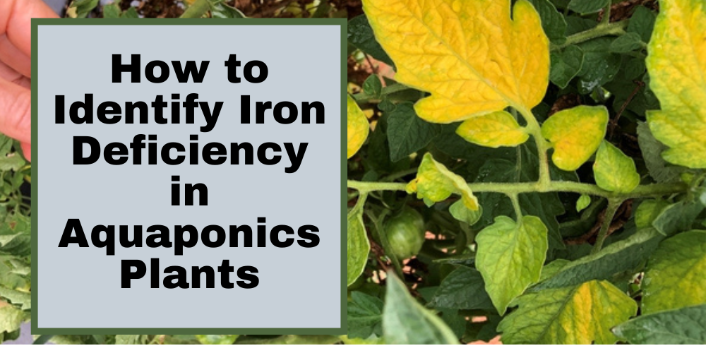 How to Identify Iron Deficiency in Aquaponics Plants