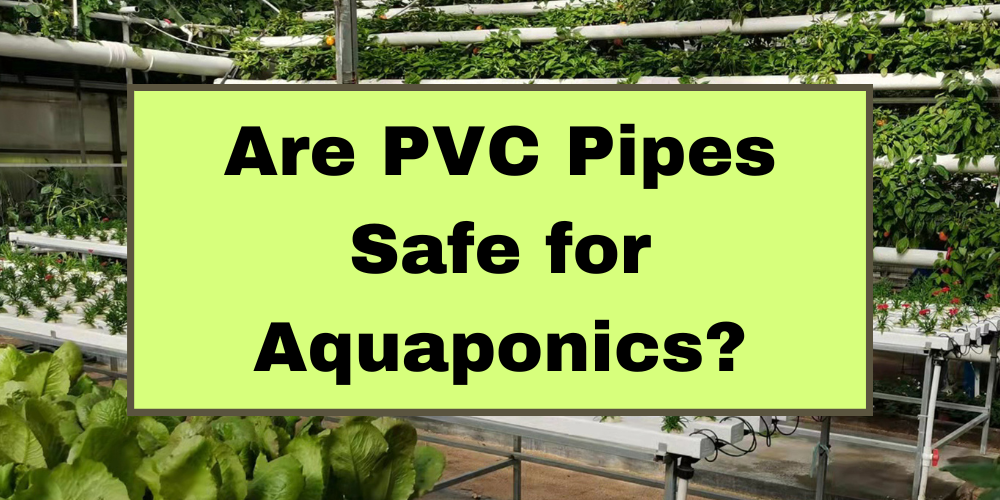 Are PVC Pipes Safe for Aquaponics?