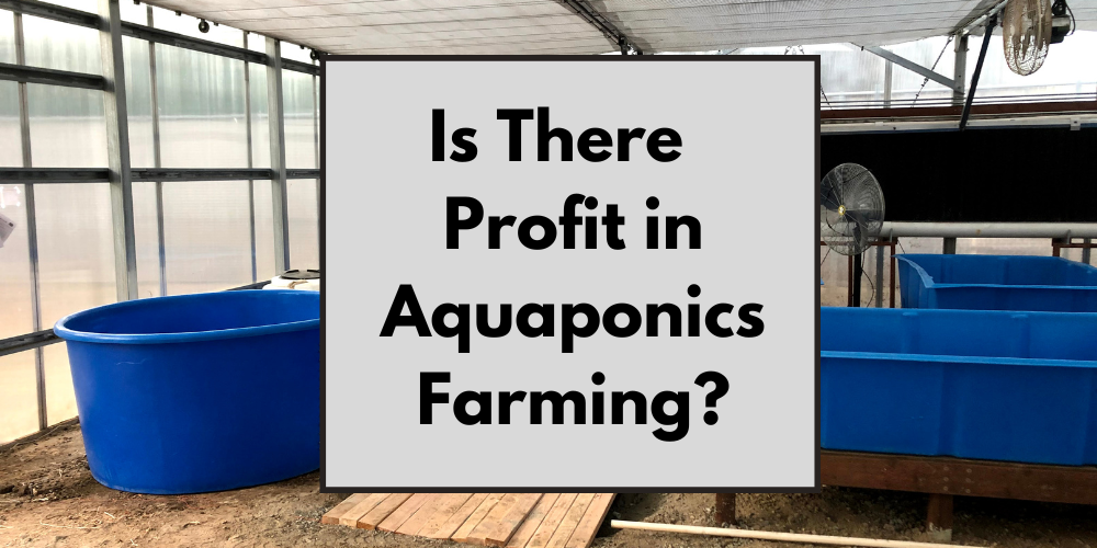 Is There A profit in Aquaponics Farming?