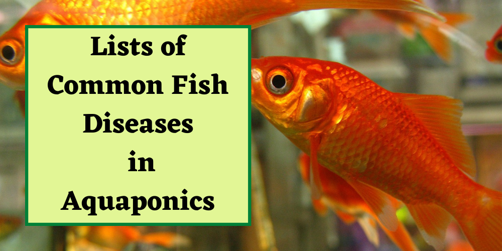 Lists of Common Fish Diseases in Aquaponics