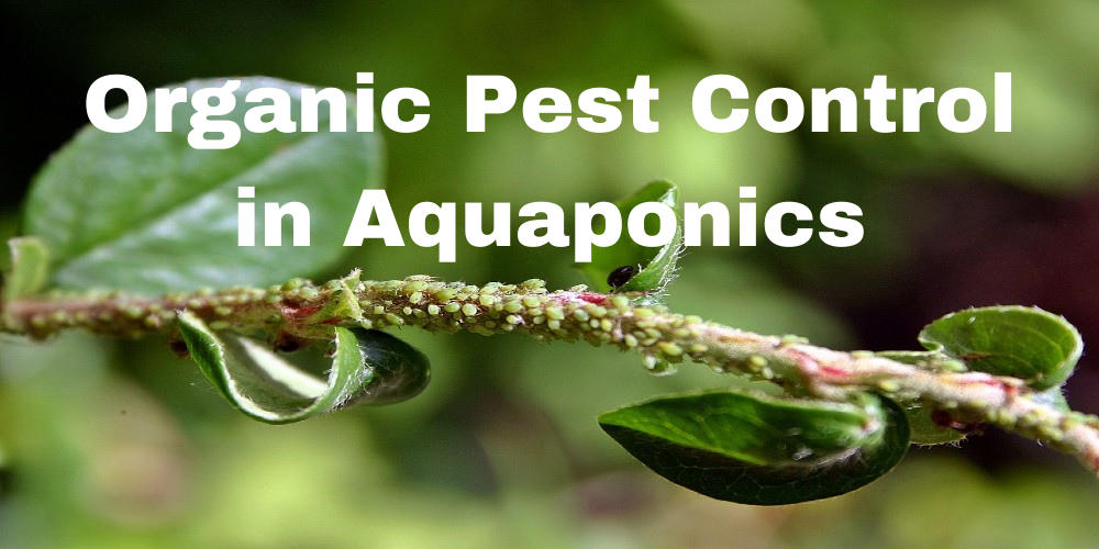Organic Pest Control in Aquaponics