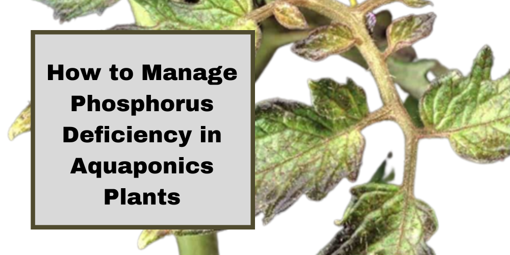 How to Manage Phosphorus Deficiency in Aquaponics Plants