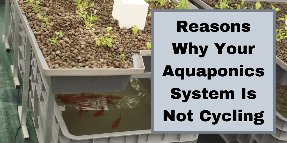 Reasons Why Your Aquaponics System Is Not Cycling