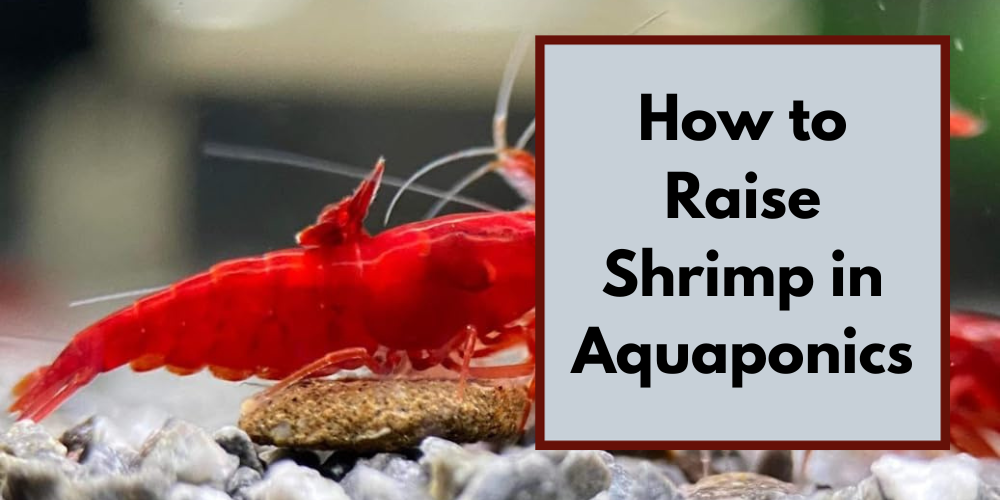 How to Raise Shrimp in Aquaponics