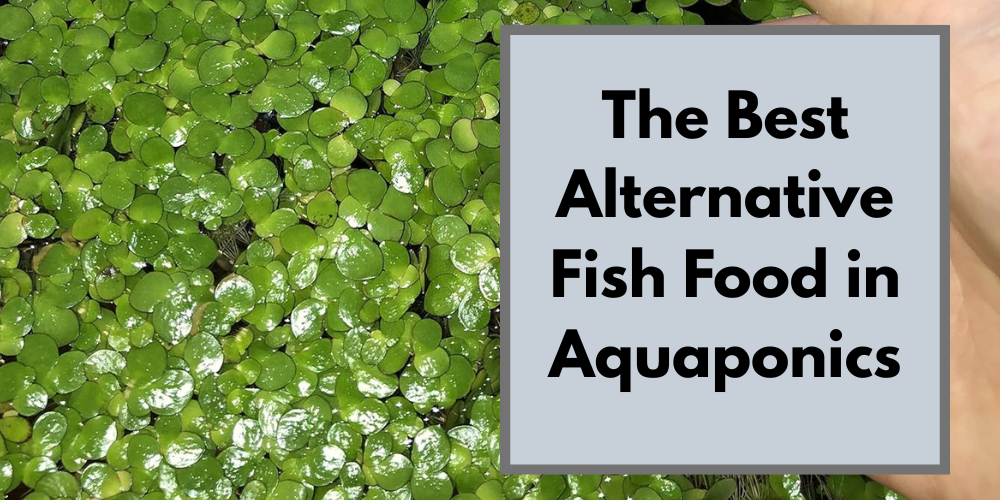 The Best Alternative Fish Food in Aquaponics