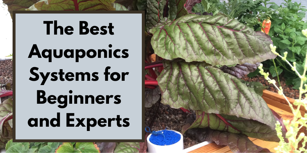 The Best Aquaponics Systems for Beginners and Experts