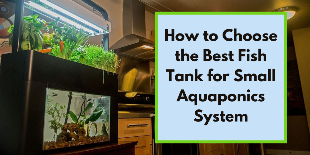 The Best Fish Tank for Small Aquaponics Systems