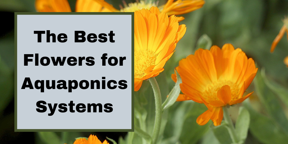 The Best Flowers for Aquaponics Systems