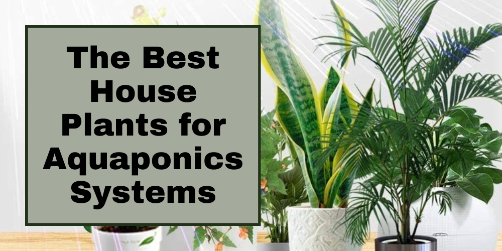 The Best House Plants for Aquaponics Systems - Go Green Aquaponics