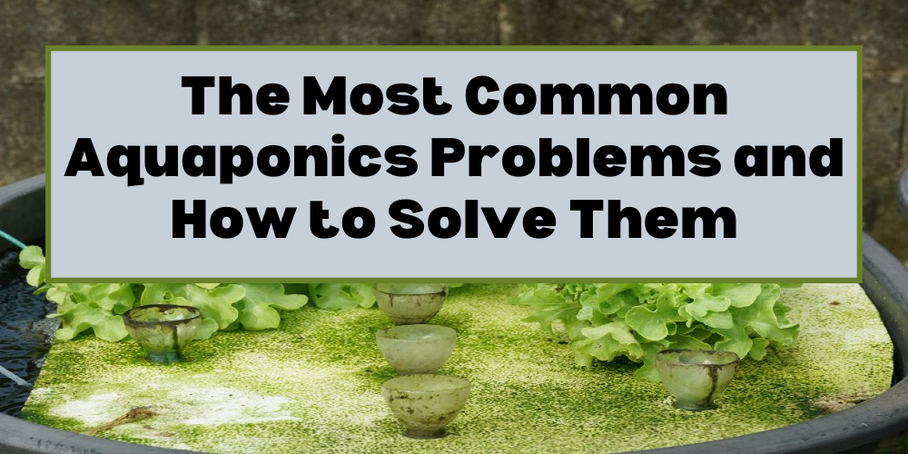 The Most Common Aquaponics Problems