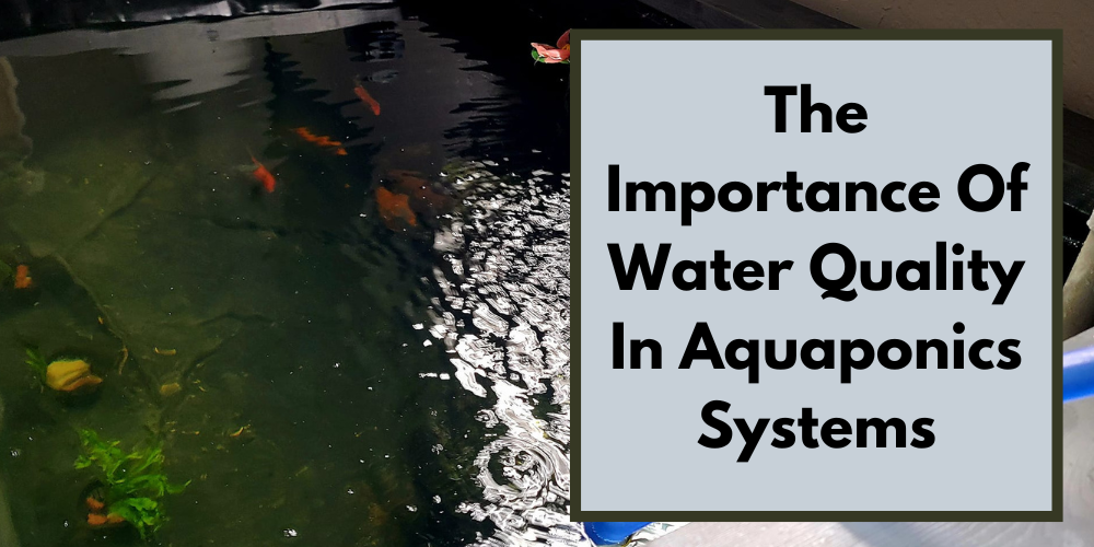 The Importance Of Water Quality In Aquaponics Systems