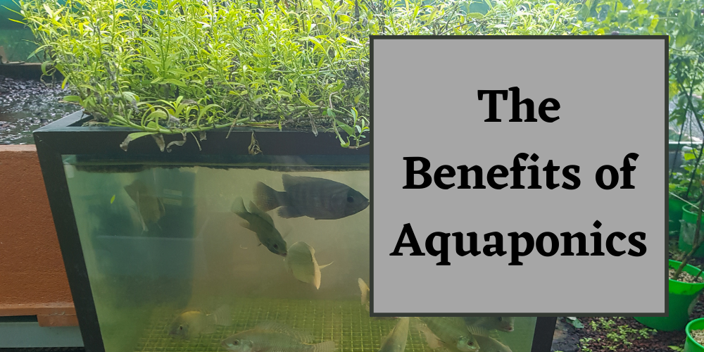 The Benefits of Aquaponics
