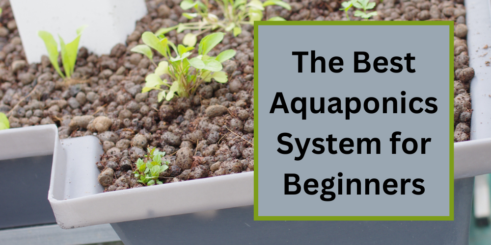 The Best Aquaponics System for Beginners