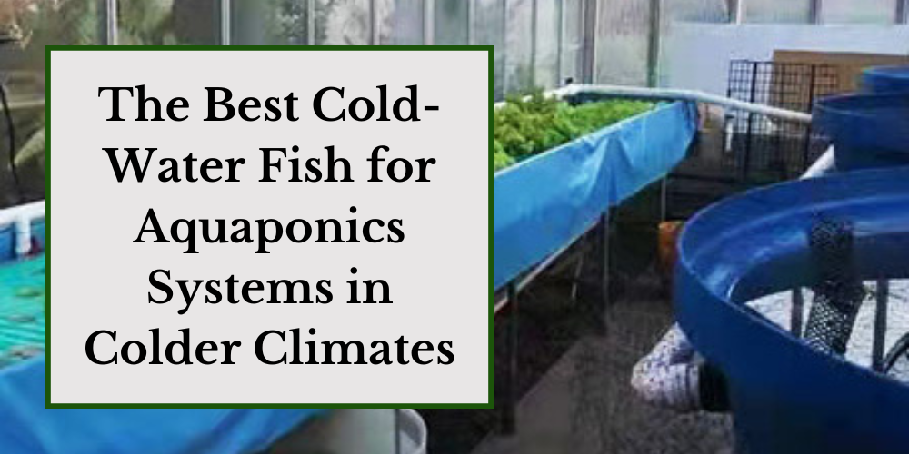 The Best Cold-Water Fish for Aquaponics Systems in Colder Climates