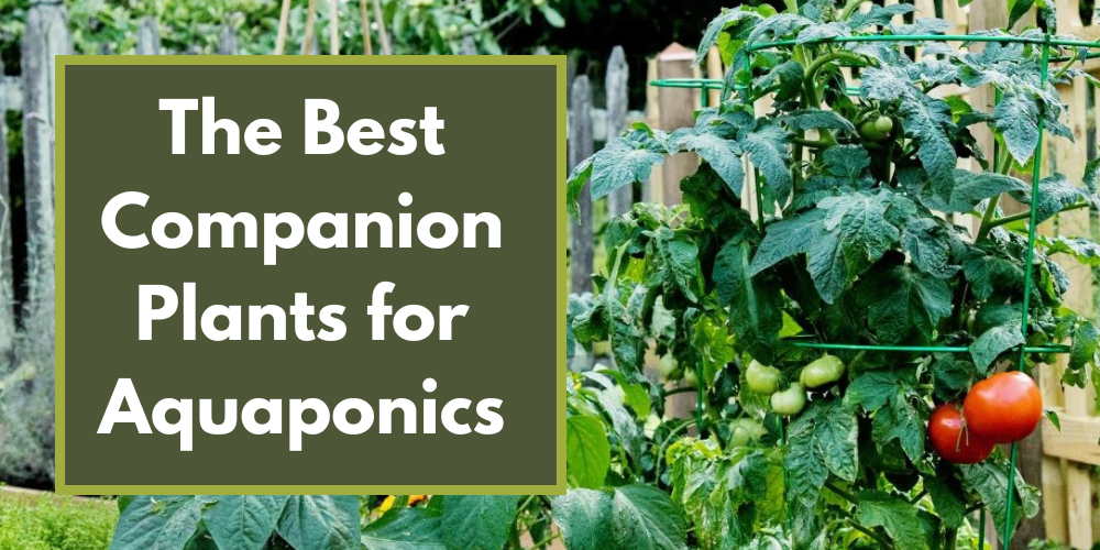 The Best Companion Plants for Aquaponics