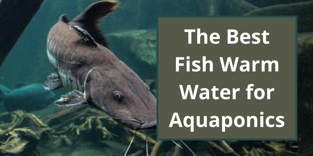 The Best Fish for Warm Water Aquaponics Systems