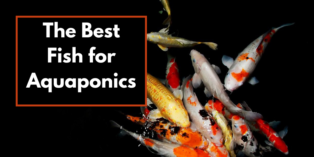 What are the Best Fish for Aquaponics