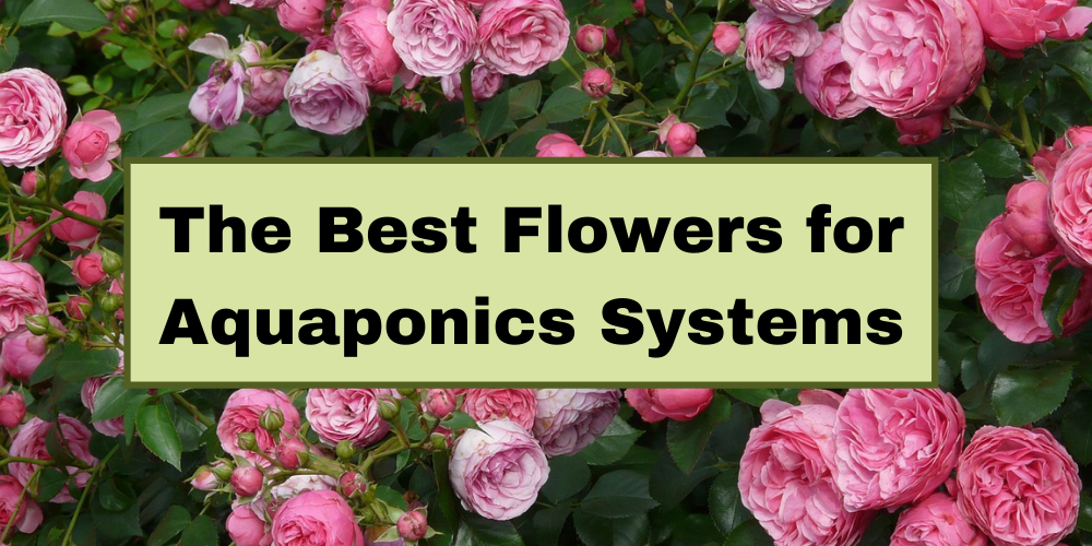 The Best Flowers for Aquaponics Systems