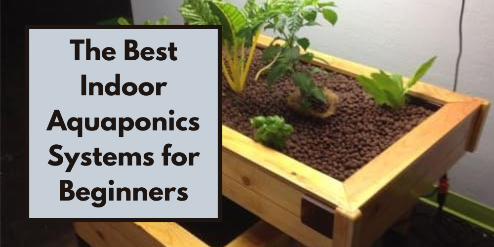 The Best Indoor Aquaponics Systems for Beginners