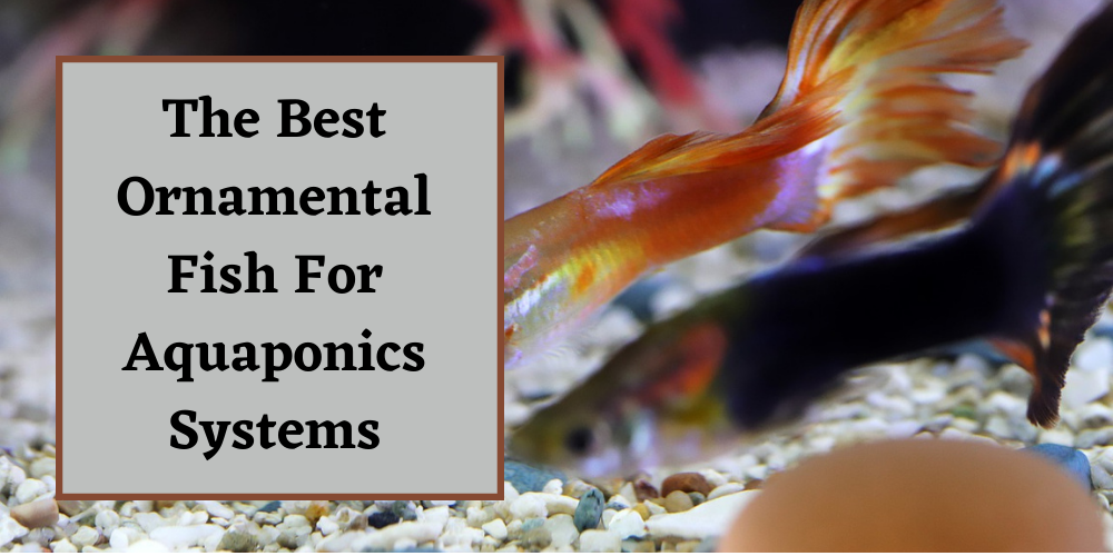 The Best Ornamental Fish in Aquaponics Systems
