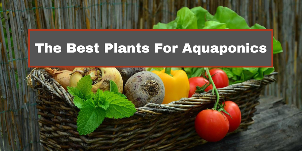 Best Vegetables to Grow in Aquaponics