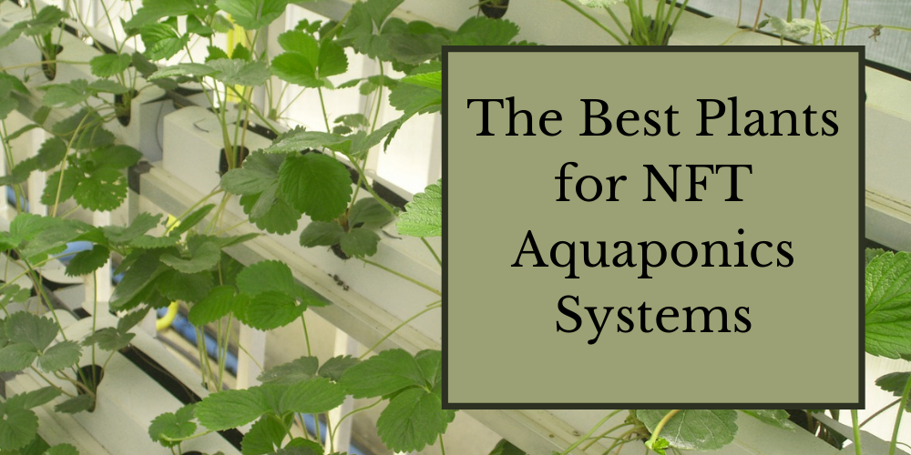 The Best Plants for NFT Aquaponics System