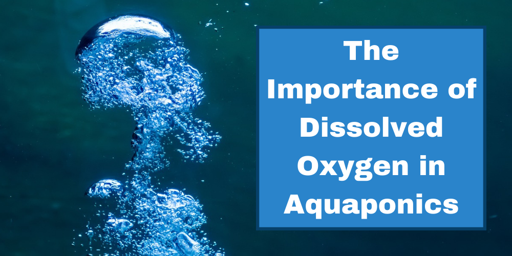 The Importance of Dissolved Oxygen in Aquaponics  