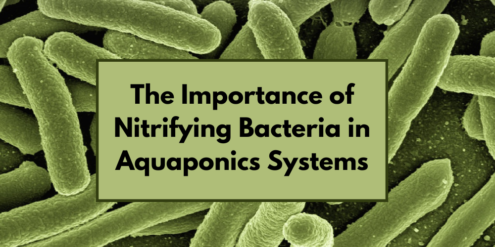The Importance of Nitrifying Bacteria in Aquaponics Systems