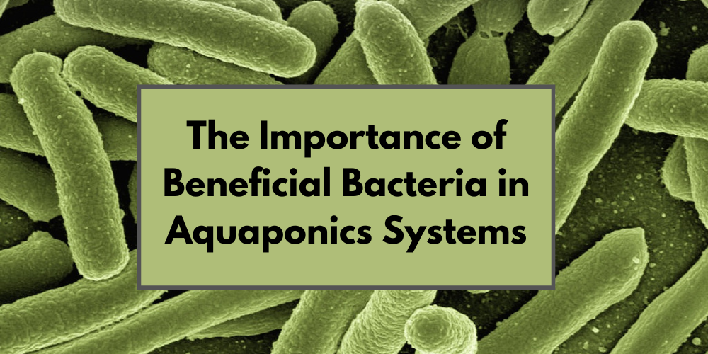 The Importance of Beneficial Bacteria in Aquaponics Systems