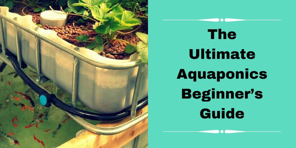 Ultimate Aquaponics Beginner's Guide
