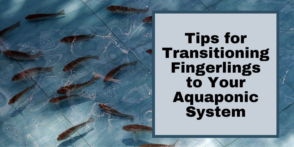 Tips for Transitioning Fingerlings to Your Aquaponic System