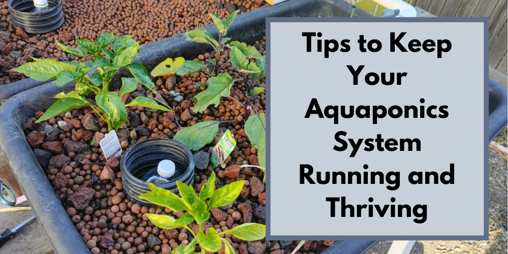 Tips to Keep Your Aquaponics System Running and Thriving