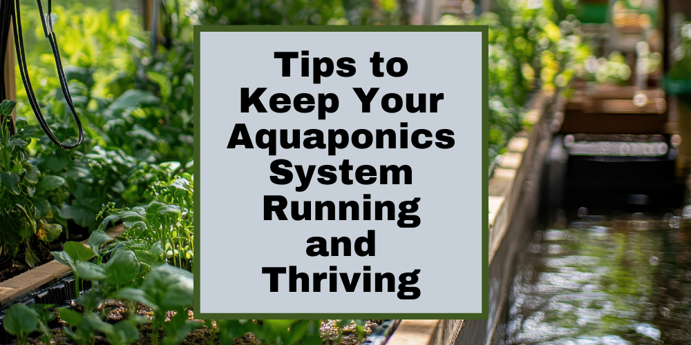 Tips to Keep Your Aquaponics System Running and Thriving