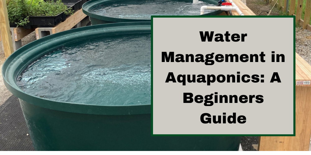 Water Management in Aquaponics: A Beginners Guide