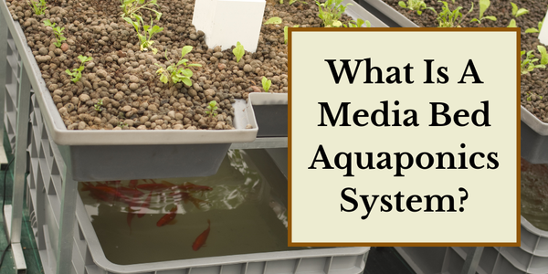 What is a Media Based Aquaponics System? | Go Green Aquaponics