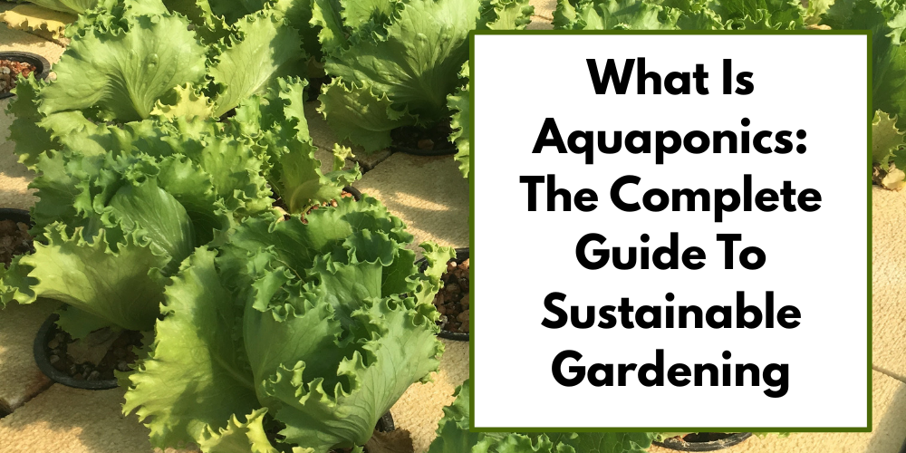 What Is Aquaponics: The Complete Guide To Sustainable Gardening