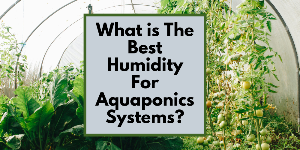 What is The Best Humidity For Aquaponics Systems?