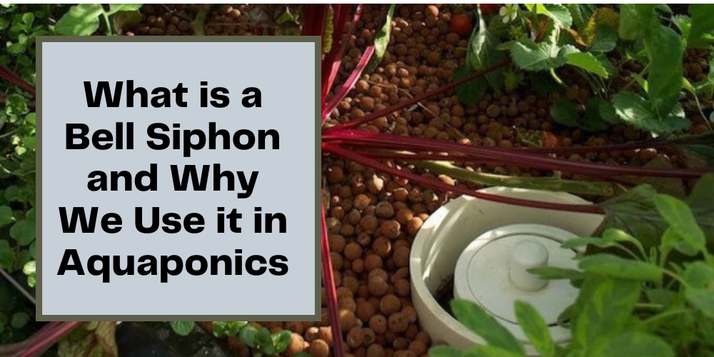 What is a Bell Siphon and Why We Use it in Aquaponics