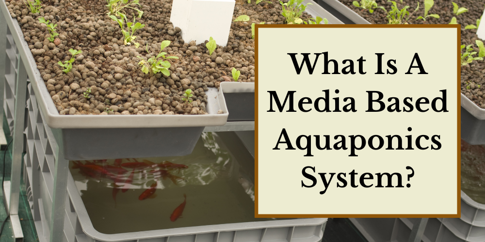 What Is A Media Based Aquaponics System?