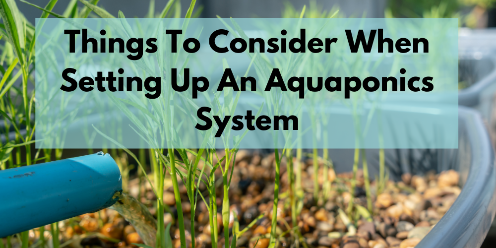 Things To Consider When Setting Up An Aquaponics System