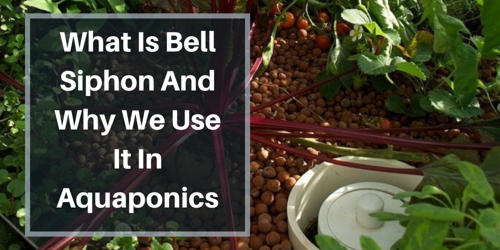 What is Bell Siphon and Why We Use it In Aquaponics