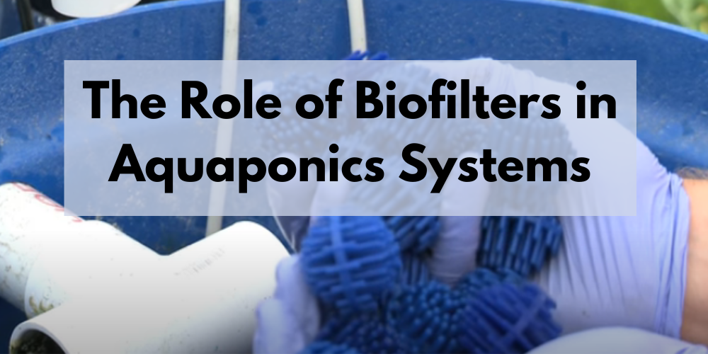 The Role of Biofilter in Aquaponics Systems